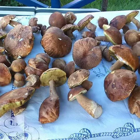 Nyaraló Haroula
